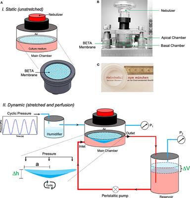 A Bioinspired in vitro Lung Model to Study Particokinetics of Nano-/Microparticles Under Cyclic Stretch and Air-Liquid Interface Conditions